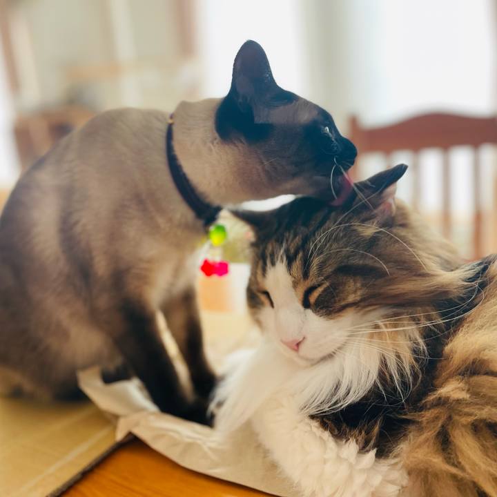 42896ecc 50db 4ef9 b34f 4261a92a9262 1743895435361