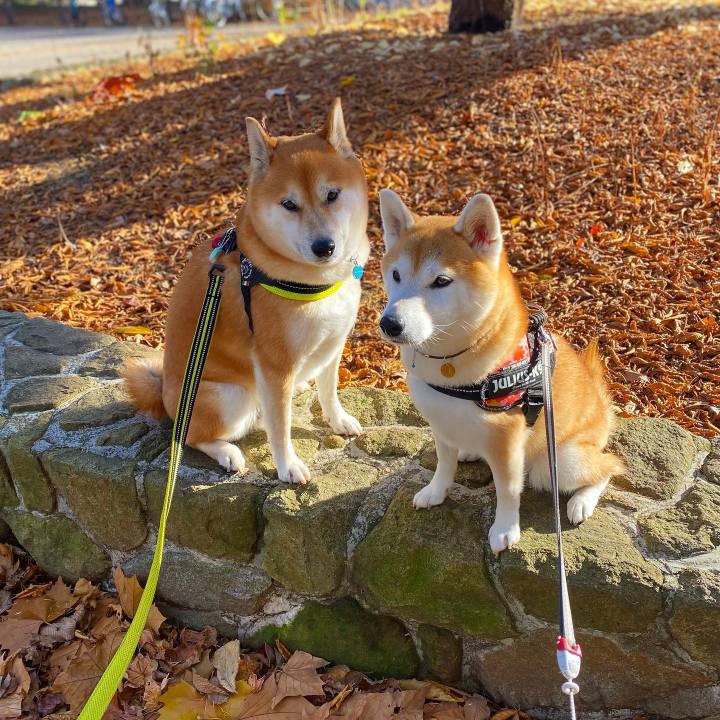 428a66e5 e90e 4122 a9d7 d2b31d0ea0e4 1636684983748