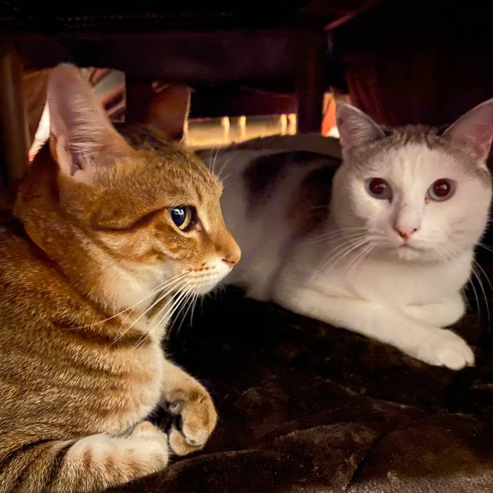 428afb73 b76b 4a41 8b35 30be61e1c11f 1602904536909