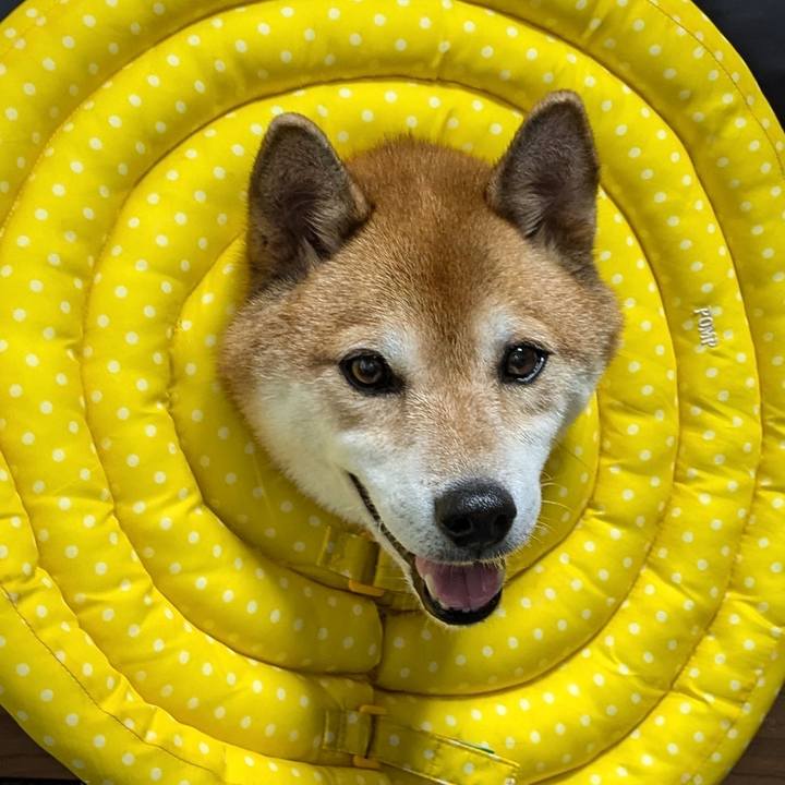 428caaf8 3526 4a86 83f2 31e95a09ca8b 1725086466712