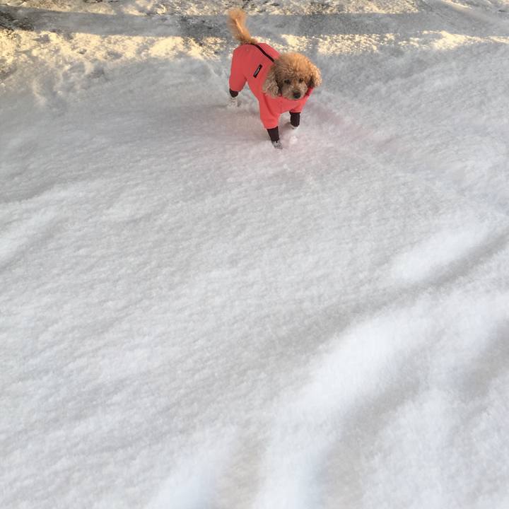 42904e76 aa81 48b4 b0dd a5f8f6d686b4 1513510133490