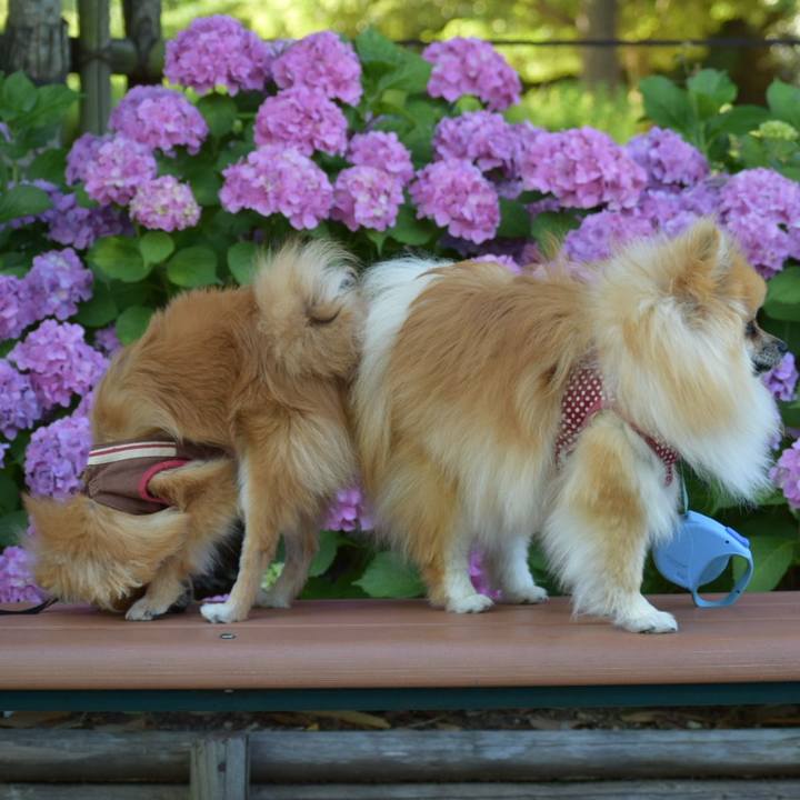 429261bf 496e 4469 a531 a3c8dec13bb9 1529672660377