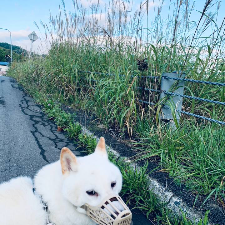 4292f52a 0cd2 41af ad08 6c9ff0d04621 1600207391724