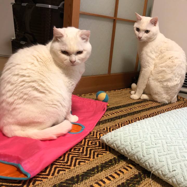 4294495b b345 4ff2 9fdd 1566c1d1e5a7 1549799788902