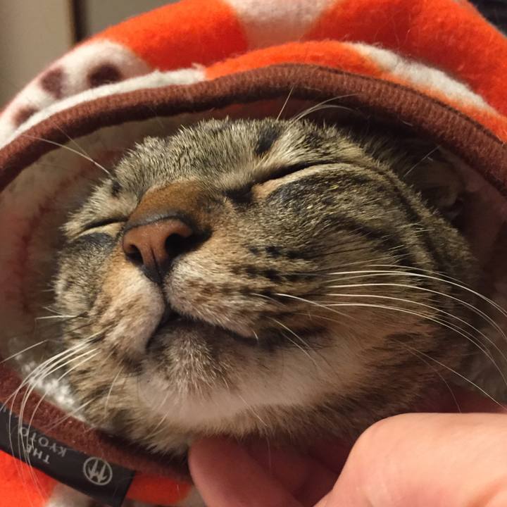 4294a35c 8072 434d 8a34 7ea3dcdbdf97 1547617857241