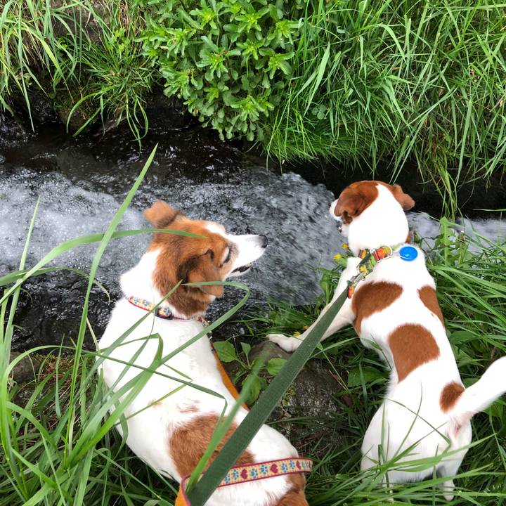 429651c7 fdb5 4539 a9d7 f8744ebb70df 1525142911834