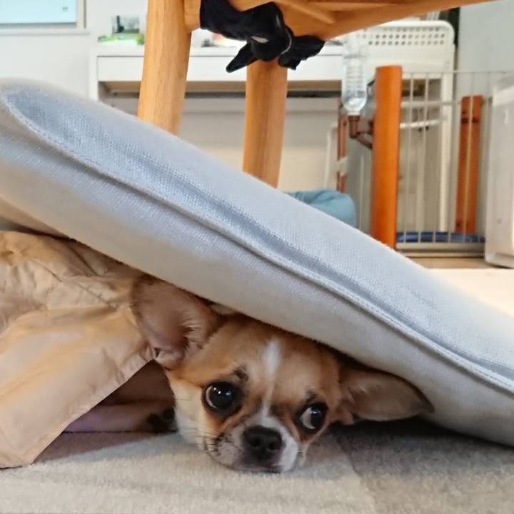 4298247f ee40 4327 b3b0 e577b38b7d47 1545462354523