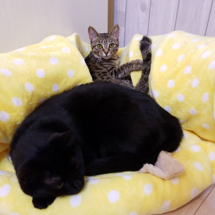 4298aba7 25a4 41e6 a04a 6e4f5103b9e5 1549627814642