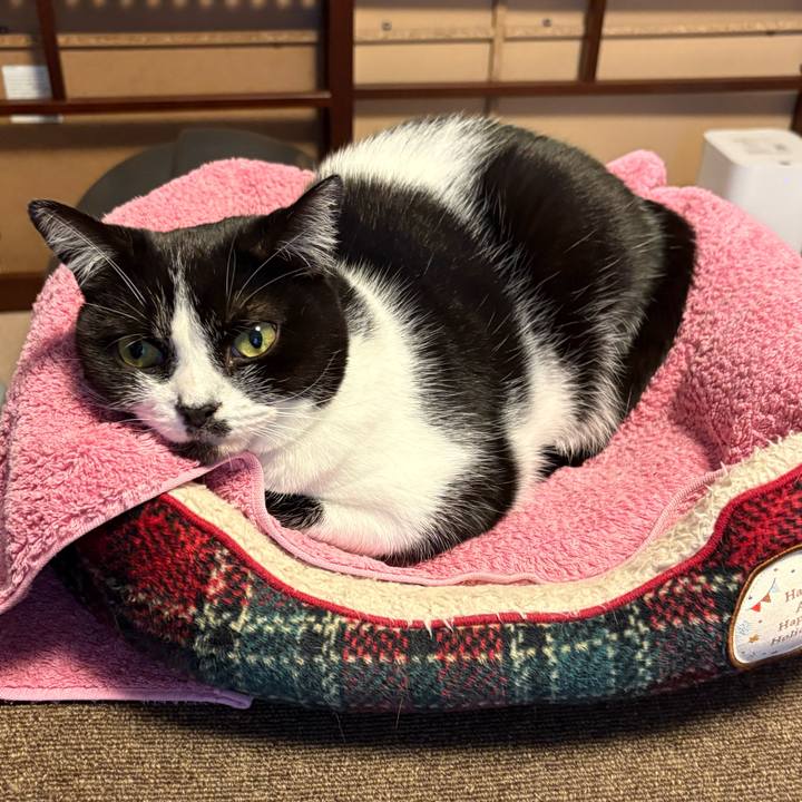 429a1336 9007 4e2e a0a0 85242dcd9c00 1765597494280