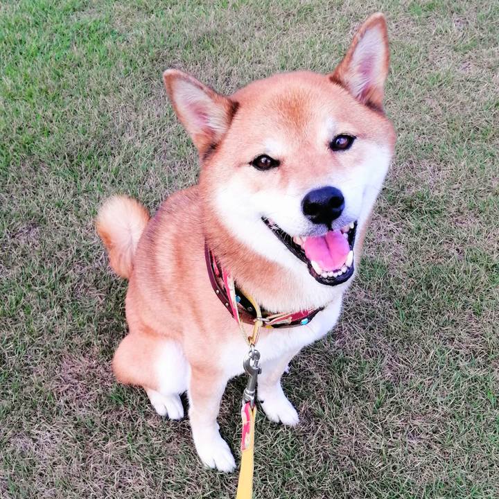 429a1f6f 3401 4212 b8d0 056160d0ca3a 1599551054948