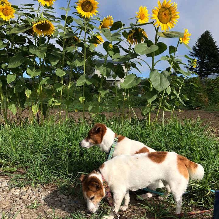 429abe8e 67a2 4093 9c2e 2a4835b7fcbd 1534855394265