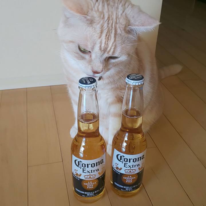 429ba072 8513 46bb a24f e4047289af9c 1588926669292