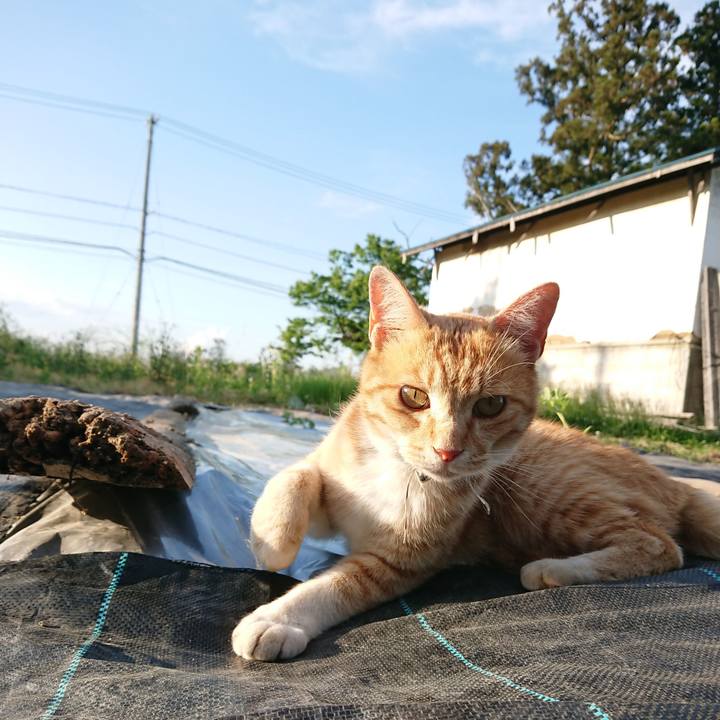 429c08f6 982b 4227 b117 d6d2f57d601c 1590914231150