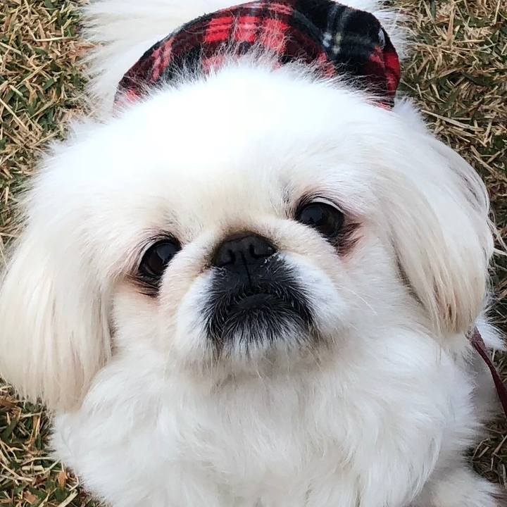 429c5027 9bf0 490b b997 8f354ee48dde 1543623789940