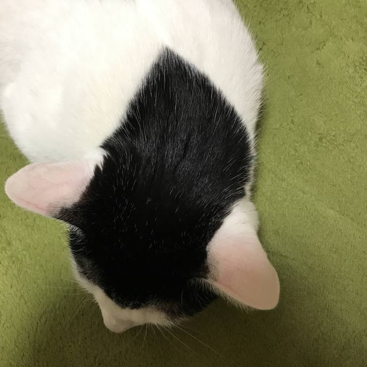 429e272a 704f 46c2 900a ea0999d8f4d0 1517145131974