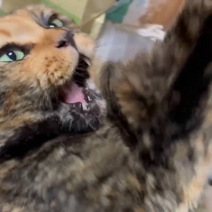 42a0466f e8ea 456f 8dcd d0b1e520c179 1760473261888