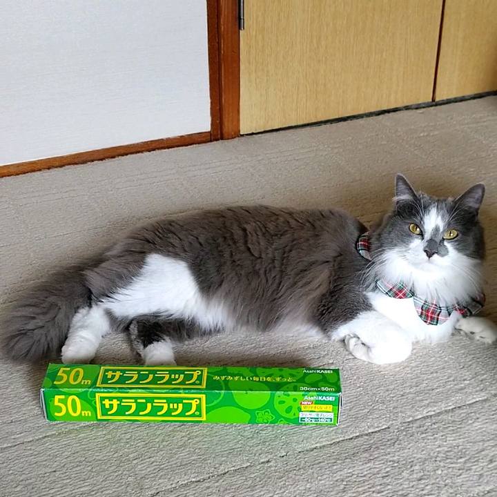 42a0dc3d 3d19 4d00 9743 eb1444c58c22 1585466661099