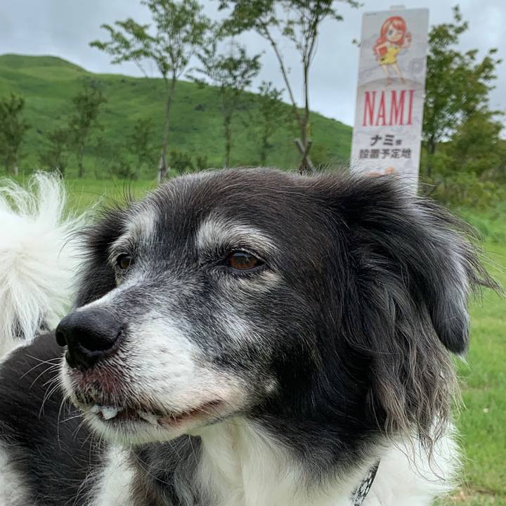 42a13dac 4e6b 4bdf aa11 1c87b2c5833b 1566563458905