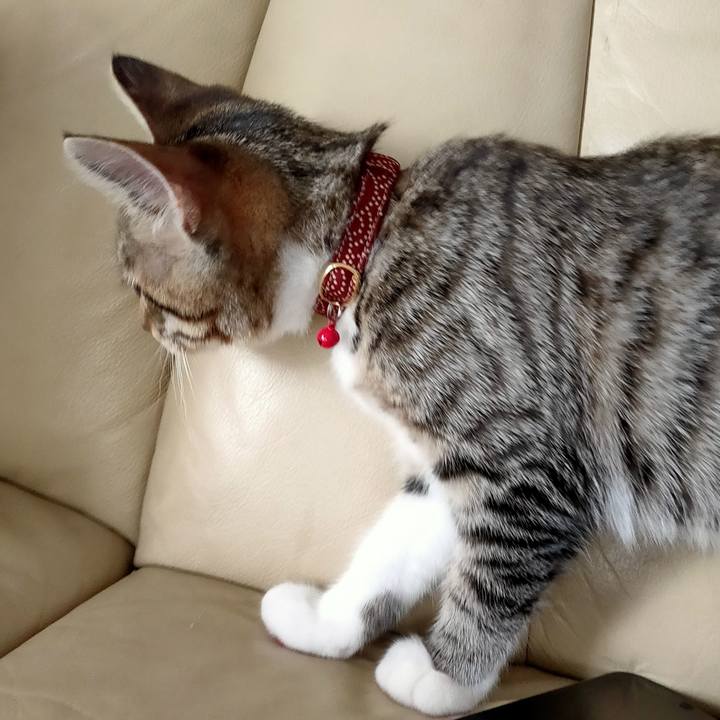 42a19cf2 35a7 4471 8e52 bf1a68fdeeeb 1627981332550