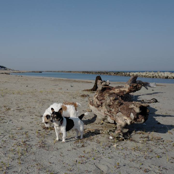 42a2ba86 6e56 4139 8cb1 01ccb24c77f1 1553061654009