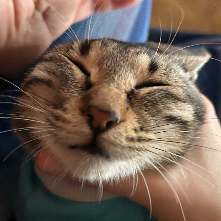 42a74ae1 b973 479b be31 2bc77e59a865 1732317500555