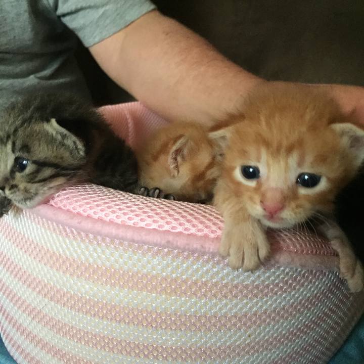 42aa8b9c 5649 4ecf af11 45d44a8dd8d1 1531708230312