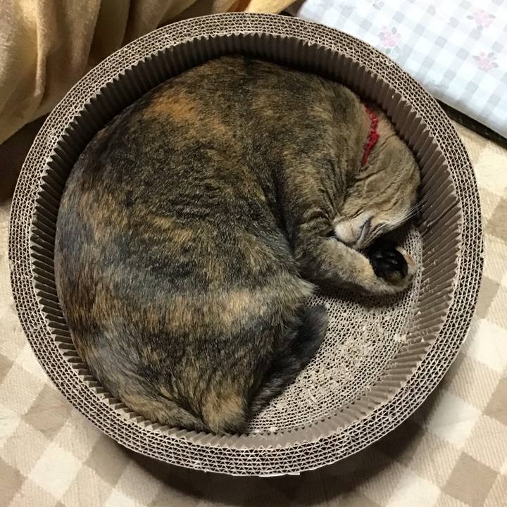 42ab634e c870 4099 aaca 0f4e316dfbfa 1702708928571