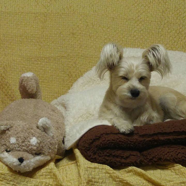 42ad417f 64c6 4fc6 946b a5403a894b2e 1512822202260