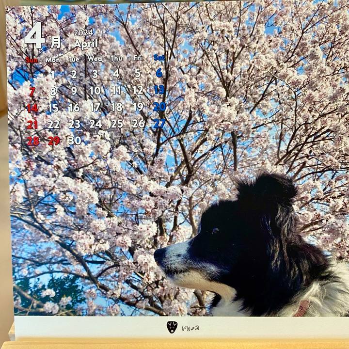 42ae4ff9 9890 4246 ab69 ab0239e41ddd 1711935263217