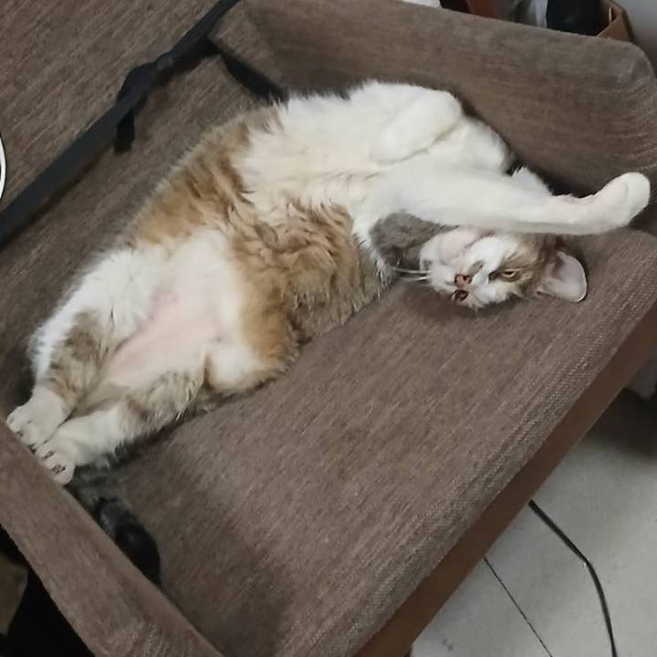 42aee2f5 97d7 481c acdb f9c94418f186 1751031781619