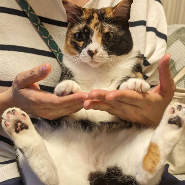 42afade9 9909 490a a2d0 b35a1363bddb 1696775142689