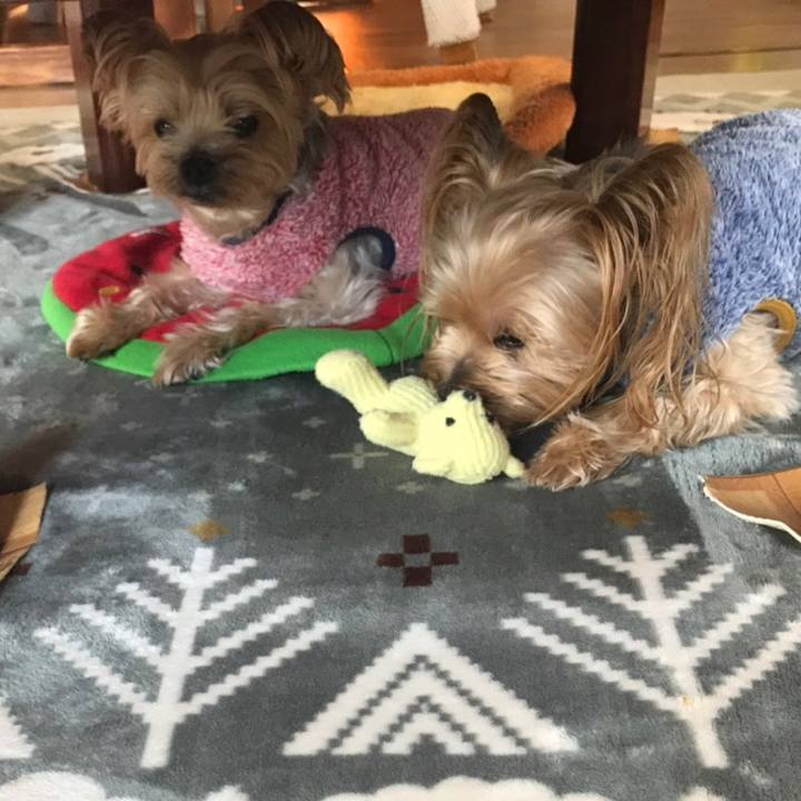 42b184c9 80e1 4c9d b7b5 fa45c0c638da 1550017292528