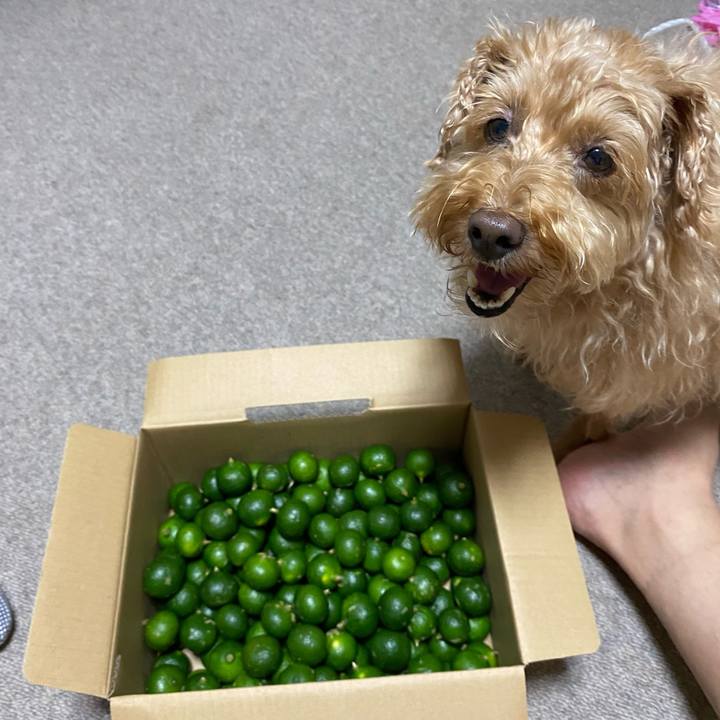 42b419bf 41f7 42b6 a249 27b4aba7db03 1690628373983