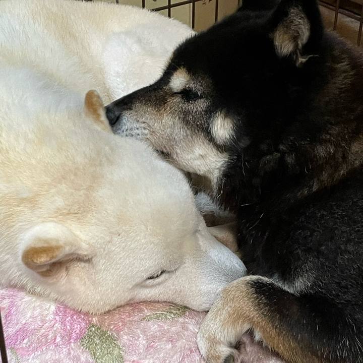 42bdc638 2680 401d 9c25 7797bf80e118 1737160387108