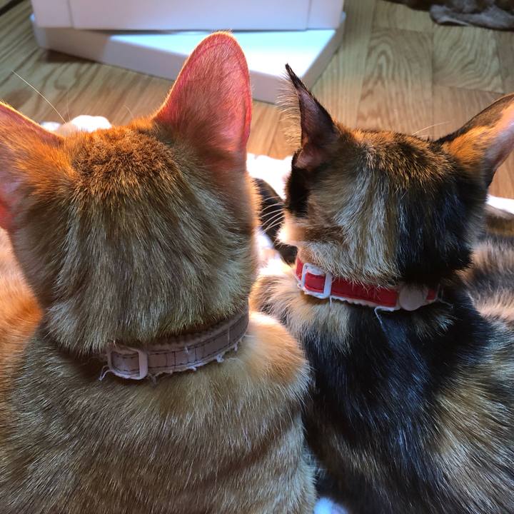 42bdf96b be1f 464b 8199 c52664b39a88 1552181944220