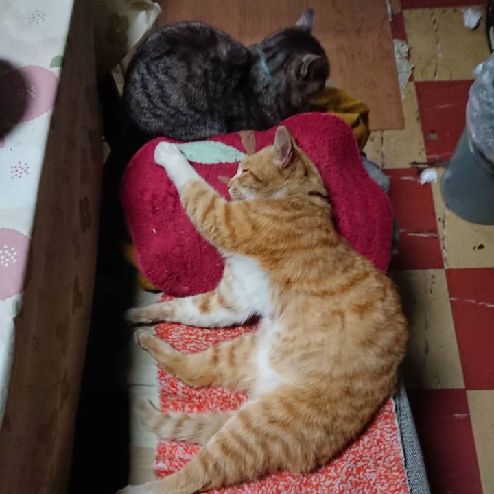 42beb71c cf95 4fcd b040 e0bd8d2c5790 1557490101939