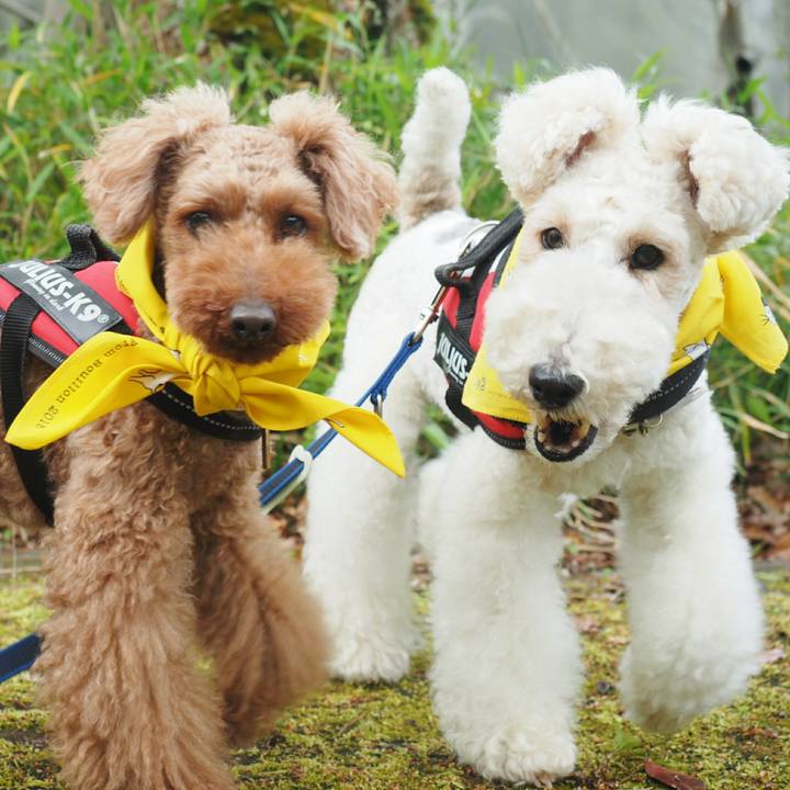 42c5076b 7515 4dbe 9ba4 e2ece3c45ef4 1525234161226