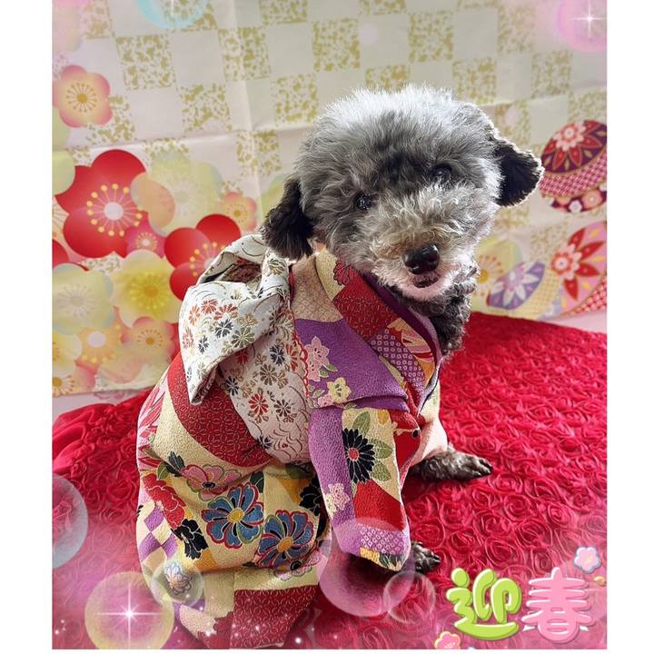 42c585db 666f 455f a58e 437731b3eb39 1735692187449