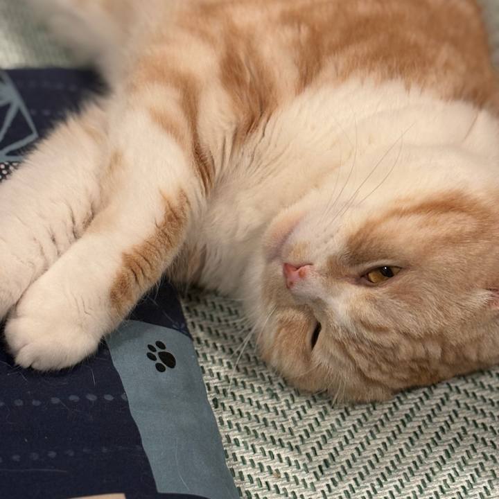 42c6c522 5236 468e 963b cd2c4d0a4714 1737108863761