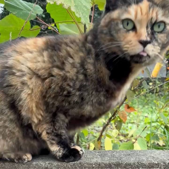 42c8141b f486 4953 8885 bdd758082285 1764731192348