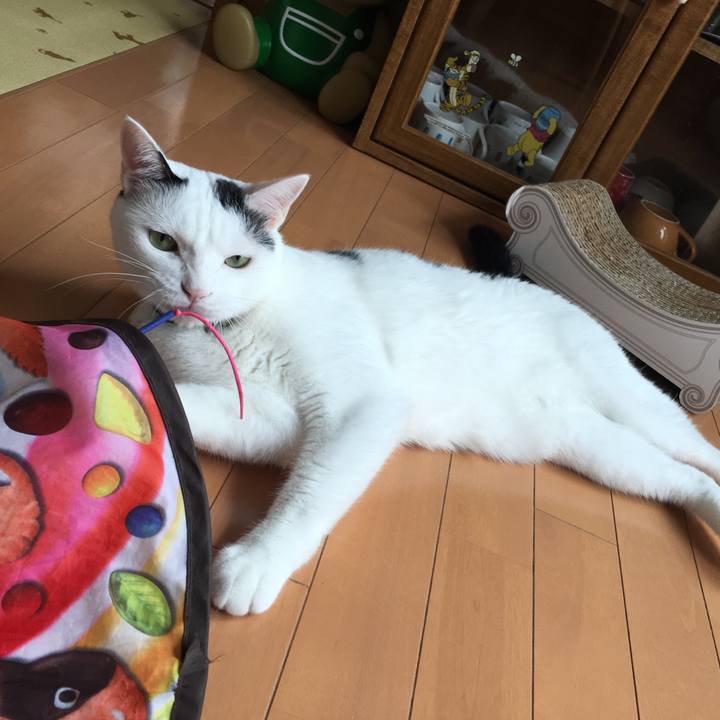 42c90fd8 49f8 4de7 8ccd 618335eb5684 1533633966266