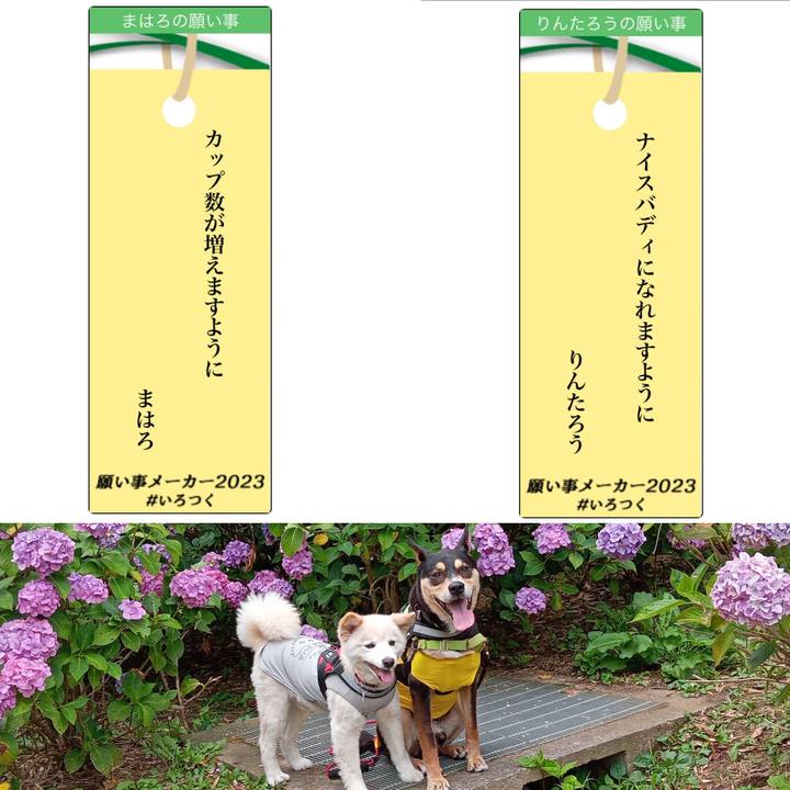 42cb22aa bf71 4dd1 b2a8 c570b5c1c0a8 1688739182537