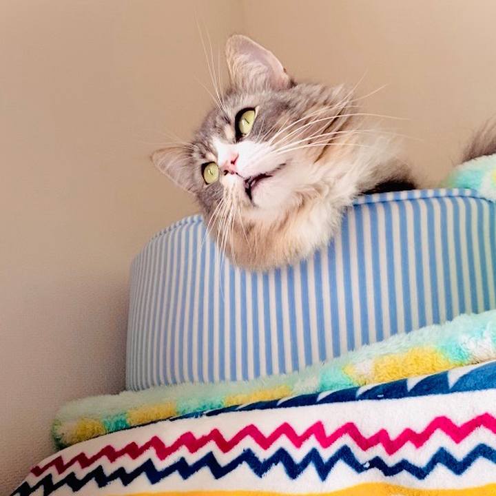 42d7b7b0 d059 4103 9945 8f1e941e3680 1587189598810