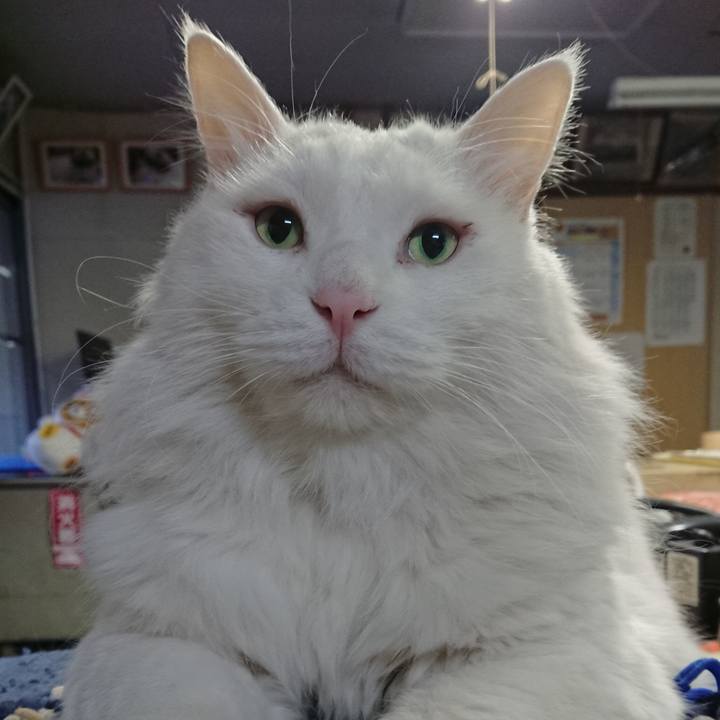 42d86d46 5459 4fe1 a0d5 4fb98fd7e164 1546246573451