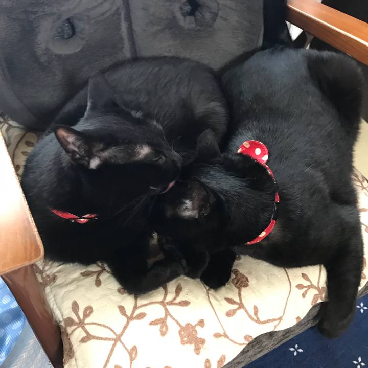 42d922ac e4d1 4e6b b492 9b43c27fb9ba 1527903688237