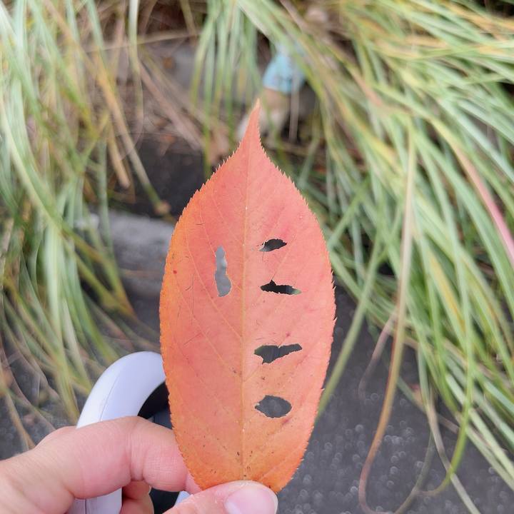 42dadfcc ef8f 49f0 b330 d30bf682401c 1731313412025