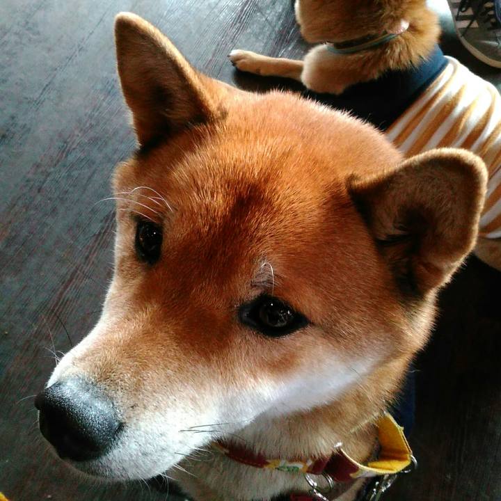 42de3902 66f3 4e0a b6c4 4d75d55ba970 1512291430727