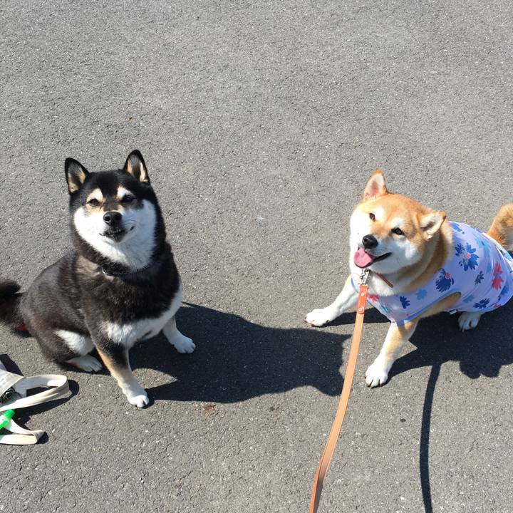 42e03284 e038 4f83 8f85 d9ddc50f9ae5 1521945820844