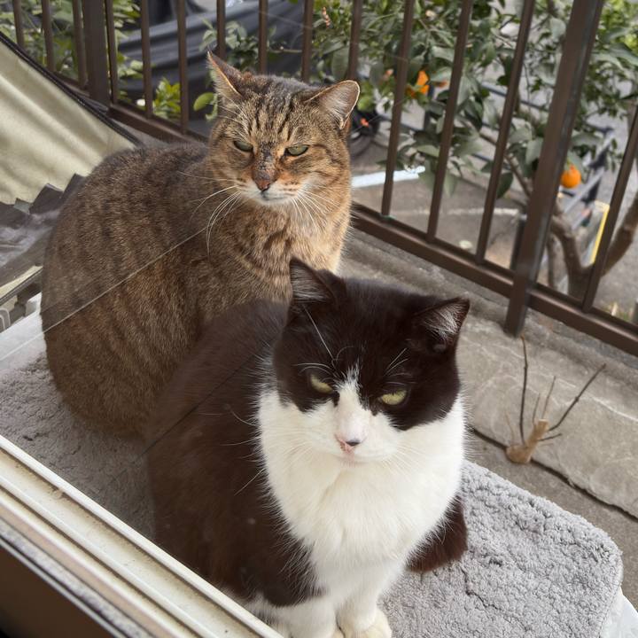 42e0d7f0 1a55 40ca 9d7b d39224e7683b 1768975532943