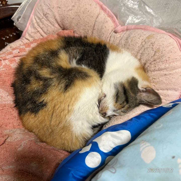 42e45ab0 0eab 4299 a1f1 8409f4626e38 1762898740275